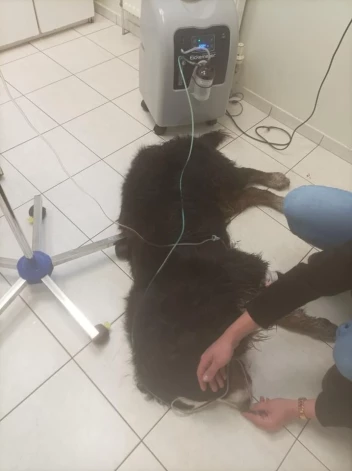 Veterinārārsti par Velo dzīvību cīnījās visu nakti, bet velti.