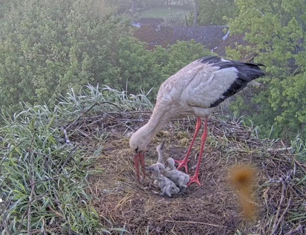 Kā novērojuši tiešraides skatītāji, patlaban stārķēnu ēdienkarte pamatā sastāv no sliekām, glodenēm, vabolēm un dažādiem kāpuriem. Putnēni tiek baroti bieži un šobrīd visi izskatās veselīgi un aktīvi. 