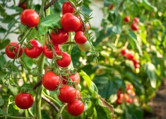 4 vienkāršas darbības, kas tev ļaus tikt pie varenas gurķu un tomātu ražas