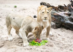 FOTO: ar gardu torti un dāvanām viena gada jubileju nosvinējuši lauvēni Teika un Varis