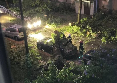 В Кенгарагсе во дворе внезапно упало гигантское дерево, одному автовладельцу крайне не повезло