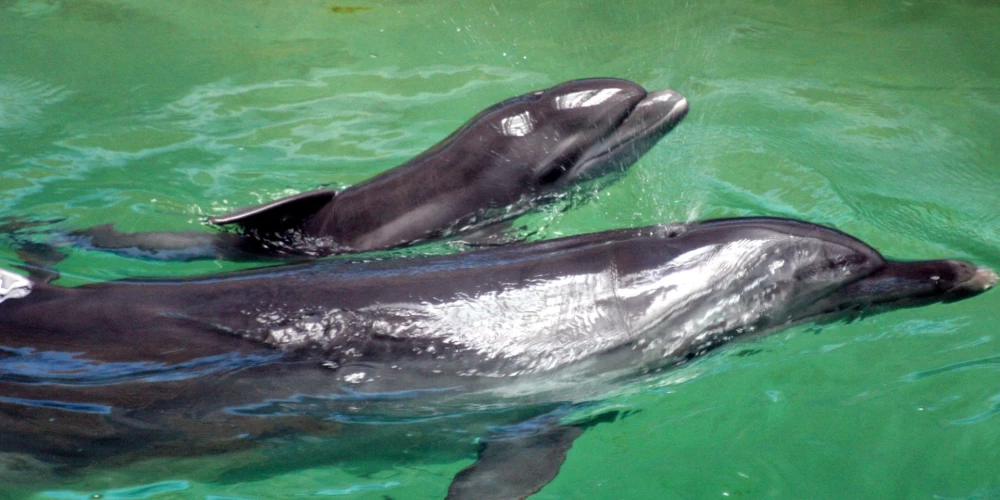 В Черном море умирают дельфины