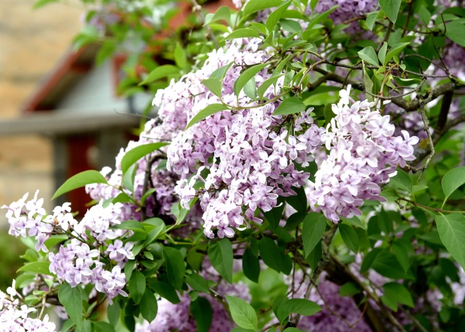 Latvijā sāksies meteoroloģiskā vasara un dažbrīd līs