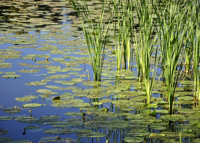 Pirmdien gaisa temperatūra vietām Latvijā sasniegs 23 grādus