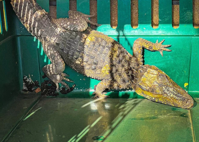 Ārkārtīgi neparastā vietā ASV atrasts aligators