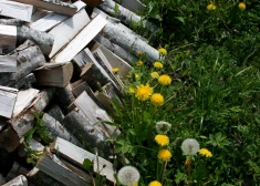 Staļģenes iedzīvotāji, kā jau īstiem saimniekiem pienākas, malku gatavo vasarā, bet daudzdzīvokļu mājas Niedru ielā apsaimniekotājs viņus no tā atturot un pavēlot nojaukt malkas šķūnīšus.