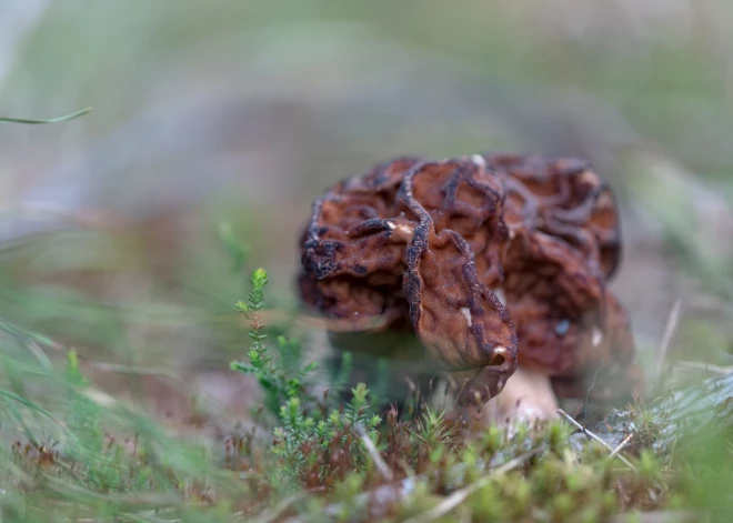 Gardas, pieprasītas, bet indīgas. Mikoloģe ceļ trauksmi par tirgū nopērkamām sēnēm