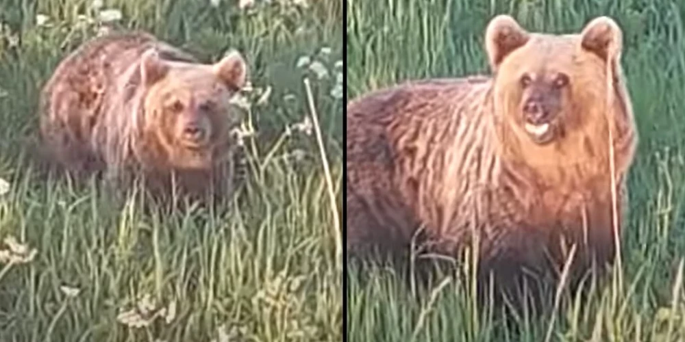 Скорость зверя была ошеломляющей! Мужчина снял на видео в латвийском лесу опасного медведя