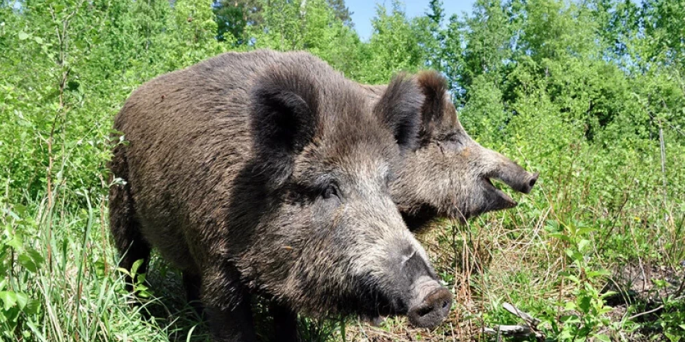 Tādējādi mežacūku populācijā ĀCM šogad Latvijā konstatēts kopumā 386 mežacūkām 24 novadu 102 pagastos.