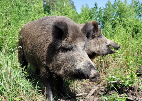 Tādējādi mežacūku populācijā ĀCM šogad Latvijā konstatēts kopumā 386 mežacūkām 24 novadu 102 pagastos.