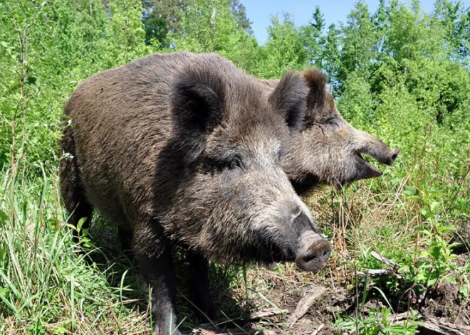 Āfrikas cūku mēris pagājušajā nedēļā konstatēts 12 mežacūkām