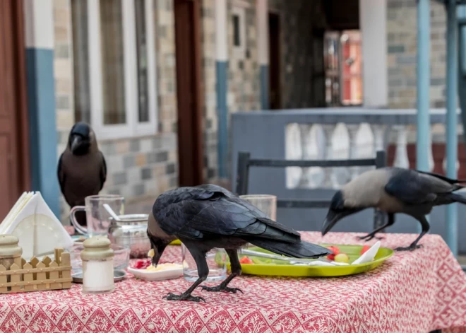 "Вцепилась в волосы так, будто хотела меня унести": история нападения вороны на женщину