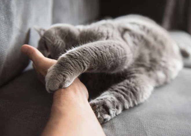 Нужно ли показывать кошке, кто в доме главный?