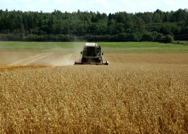 Pavēsās vasaras un laba mitruma režīma dēļ ir gaidāma laba graudu raža