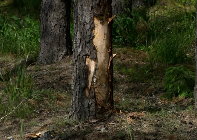 Съехал с ровной дороги: полиция ищет свидетелей аварии, в которой погиб мотоциклист