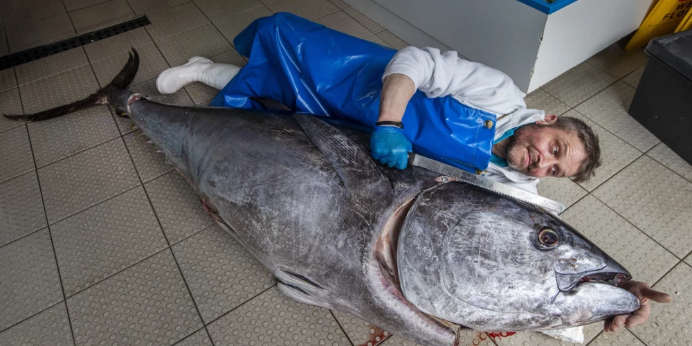Двухметрового тунца весом 146 килограммов выловили в Барселоне