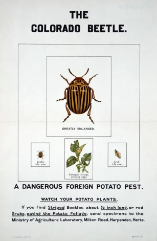 Британский плакат времен Второй мировой войны, предупреждающий об опасности распространения колорадского жука