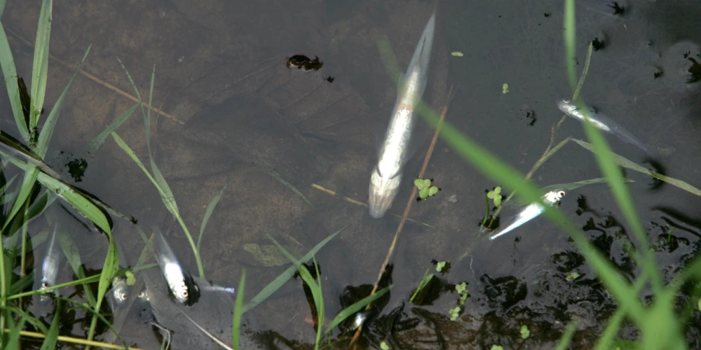 Ilustratīvs attēls.