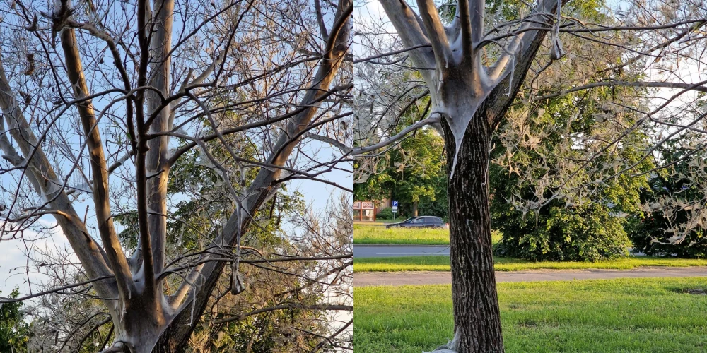 Вот такие виды пугают жителей Пурвциемса