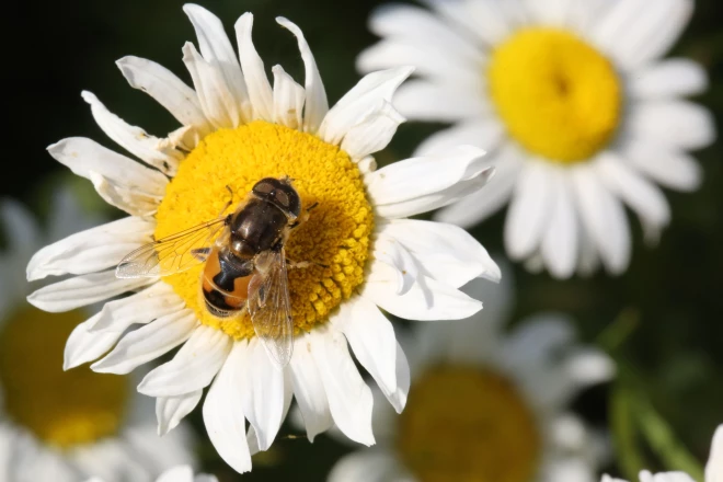 Par pareizticīgo mīlētāju aizbildņu - Fevronijas un Pētera - dienas simbolu tiek uzskatīta margrietiņa.