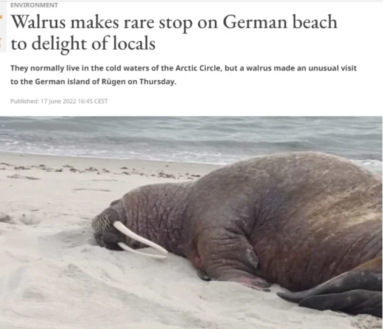 Pēdējā mēneša laikā Baltijas jūras reģiona plašsaziņas līdzekļi regulāri ziņo par kāda valzirga gaitām, kurš šonedēļ atceļojis līdz Latvijai.