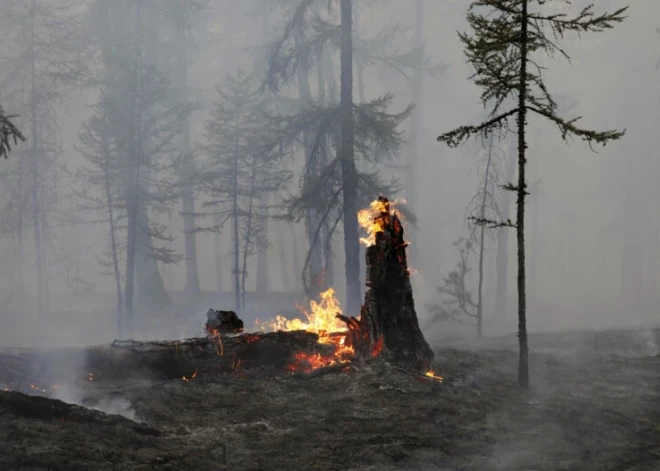 В Латвии в этом году потушено уже 236 лесных пожаров