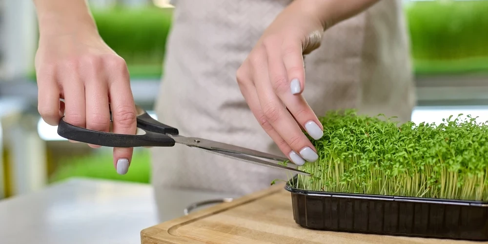 Иллюстративное фото