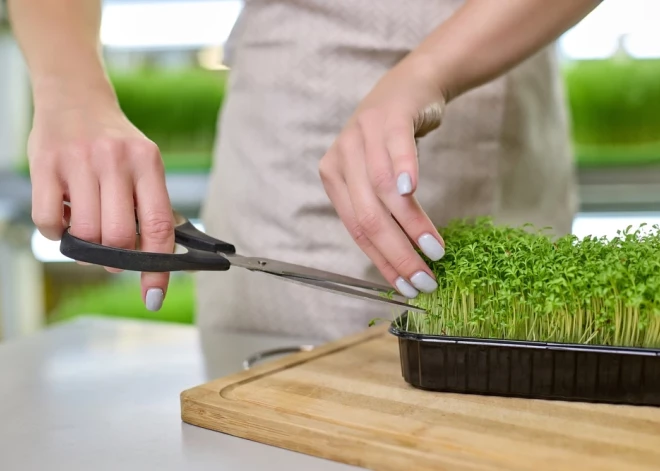 Одолевает усталость, причина – недостаток фолиевой кислоты. Самое время положить на тарелку зелень!