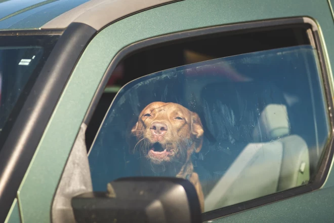  Veterinārārsts stāsta, ka aptuveni 90 % viņa klīnikā nonākušo kaķu un suņu, kuri cietuši no pārkaršanas, bija atstāti automašīnā.