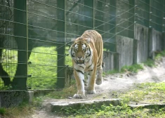 Piesaista finansējumu Rīgas Zoodārza Amūras tīģeru labturībai
