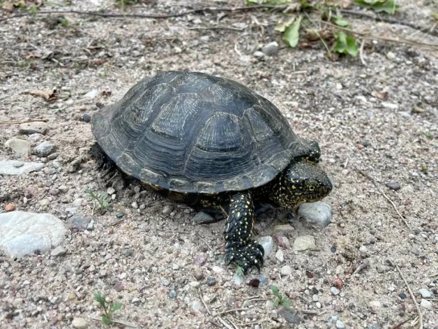 Purva bruņurupucis garumā var sasniegt nedaudz virs 30 centimetriem, tēviņi ir mazāki nekā mātītes.