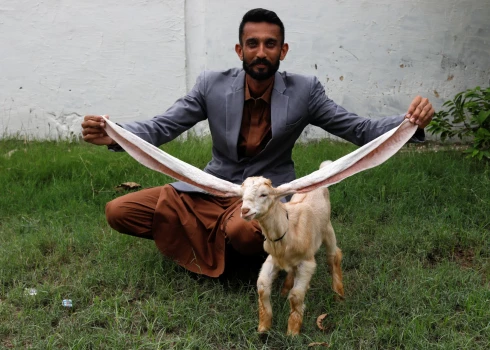 Новый Дамбо: в Пакистане родился козленок с размахом ушей 1 метр