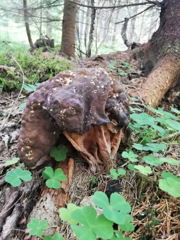 Šī ir tikai otrā apaļsporu bisītes atradne Latvijā.