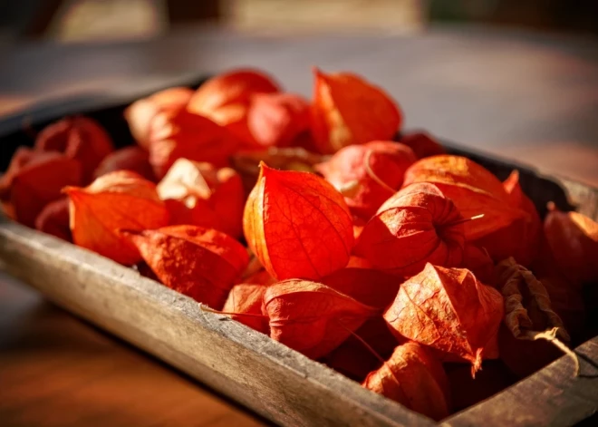 9 причин посадить физалис на своем дачном участке