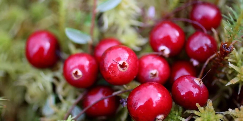 Izrādās, dzērvenes satur ķīmisku savienojumu, ko sauc par proantocianidīnu. Tas padara urīnpūšļa sienas, tēlaini runājot, tādas kā „slidenākas”, neļaujot urīnceļu infekcijas izraisītājām – E. coli baktērijām – tām pieķerties un vairoties.