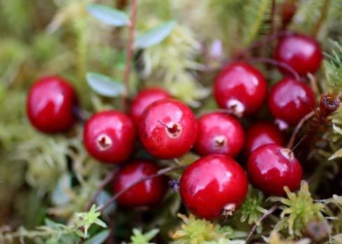 Izrādās, dzērvenes satur ķīmisku savienojumu, ko sauc par proantocianidīnu. Tas padara urīnpūšļa sienas, tēlaini runājot, tādas kā „slidenākas”, neļaujot urīnceļu infekcijas izraisītājām – E. coli baktērijām – tām pieķerties un vairoties.