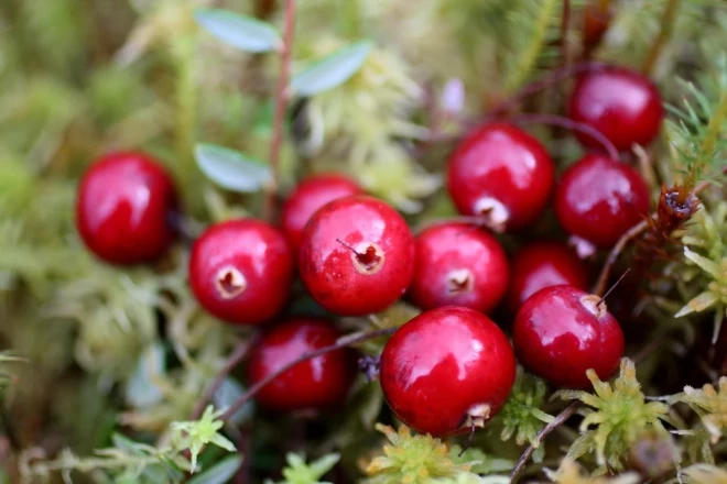 Izrādās, dzērvenes satur ķīmisku savienojumu, ko sauc par proantocianidīnu. Tas padara urīnpūšļa sienas, tēlaini runājot, tādas kā „slidenākas”, neļaujot urīnceļu infekcijas izraisītājām – E. coli baktērijām – tām pieķerties un vairoties.