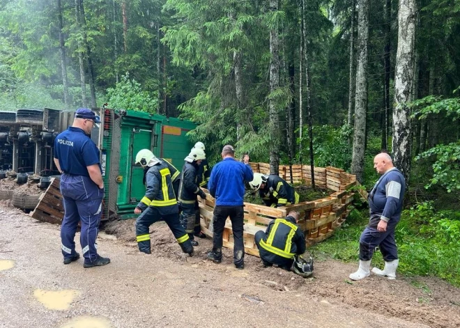   В Курземе перевернулся грузовик с 450 свиньями. Животных спасли, но потом усыпили