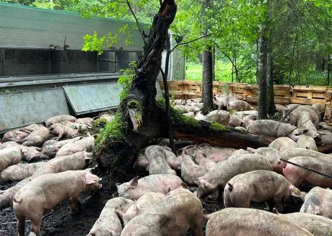 FOTO: Talsu novadā avarē kravas mašīna ar 450 cūkām; izdzīvojušos dzīvniekus iemidzinās