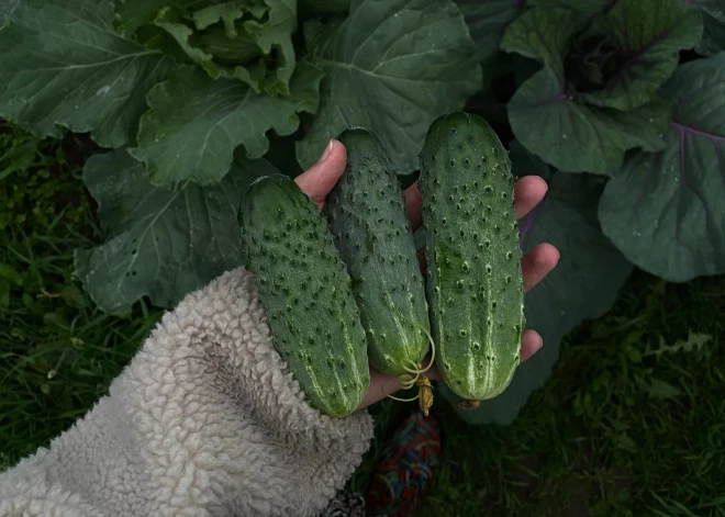 Как хранить свежие и соленые огурцы, чтобы они долго не портились