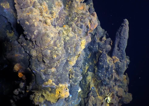 Гидротермальное поле на глубине Тихого океана