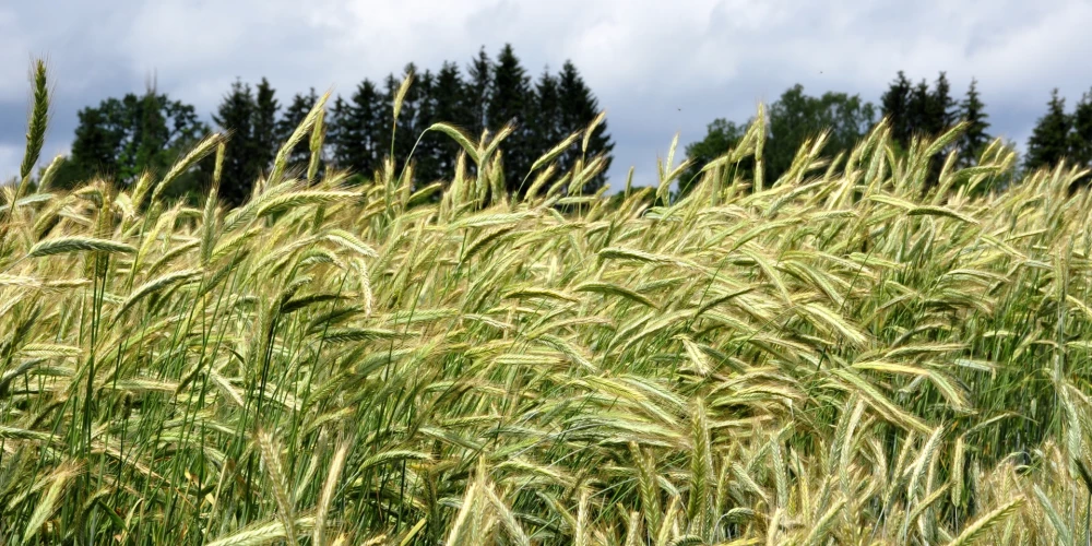 Украина, Турция и ООН подписали соглашение о разблокировании экспорта зерна
