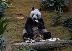 В Гонконге умер старейший в мире самец панды