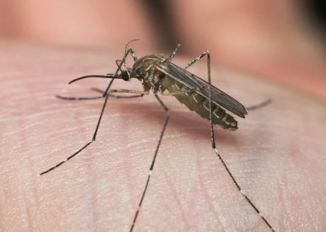   Как защититься от комаров с помощью натуральных средств: 2 проверенных метода