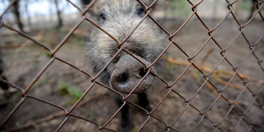 В Латгале вспышка африканской чумы свиней