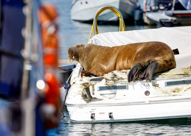 Valzirgs Freija atpūšas Oslo fjordos. 