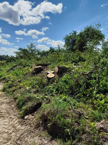 Galēnu pagasta Briškās par upuri zāģim nokļuvusi simtgadīgu liepu rinda.