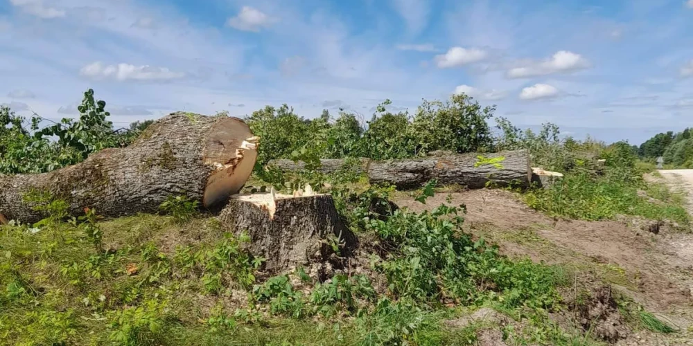 Galēnu pagasta Briškās par upuri zāģim nokļuvusi simtgadīgu liepu rinda.