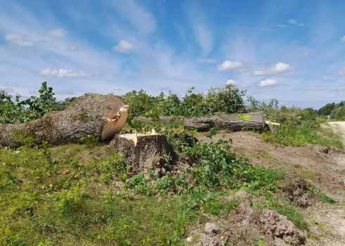 Galēnu pagasta Briškās par upuri zāģim nokļuvusi simtgadīgu liepu rinda.