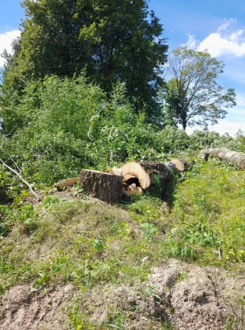 Galēnu pagasta Briškās par upuri zāģim nokļuvusi simtgadīgu liepu rinda.